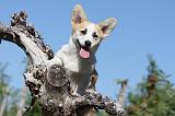 CORGI PEMBROKE 057